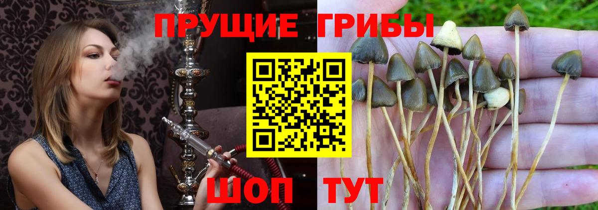 Галлюциногенные грибы MAGIC MUSHROOMS Всеволожск
